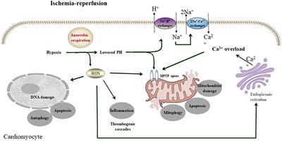 Promising Therapeutic Candidate for Myocardial Ischemia/Reperfusion Injury: What Are the Possible Mechanisms and Roles of Phytochemicals?